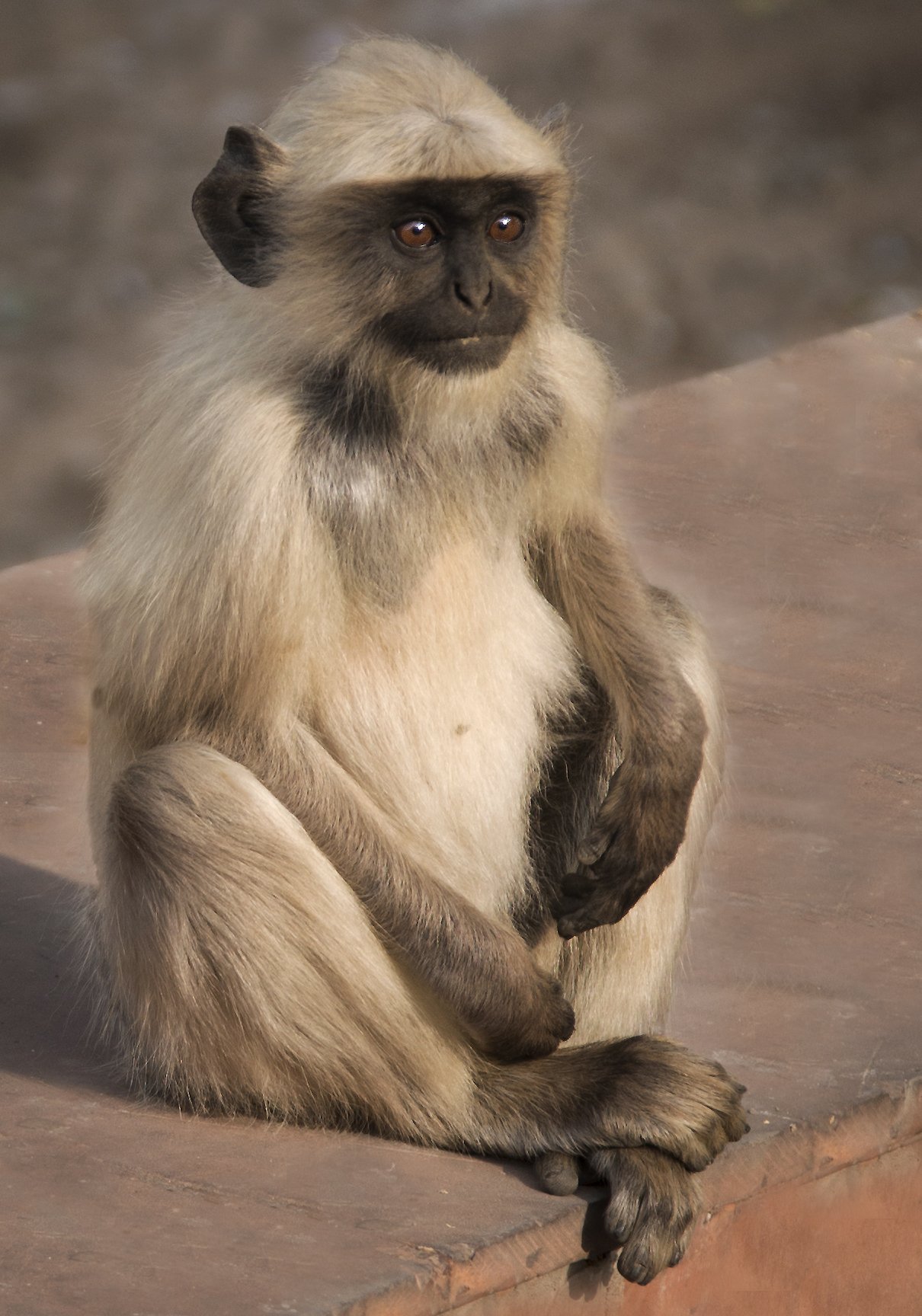 India Wildlife